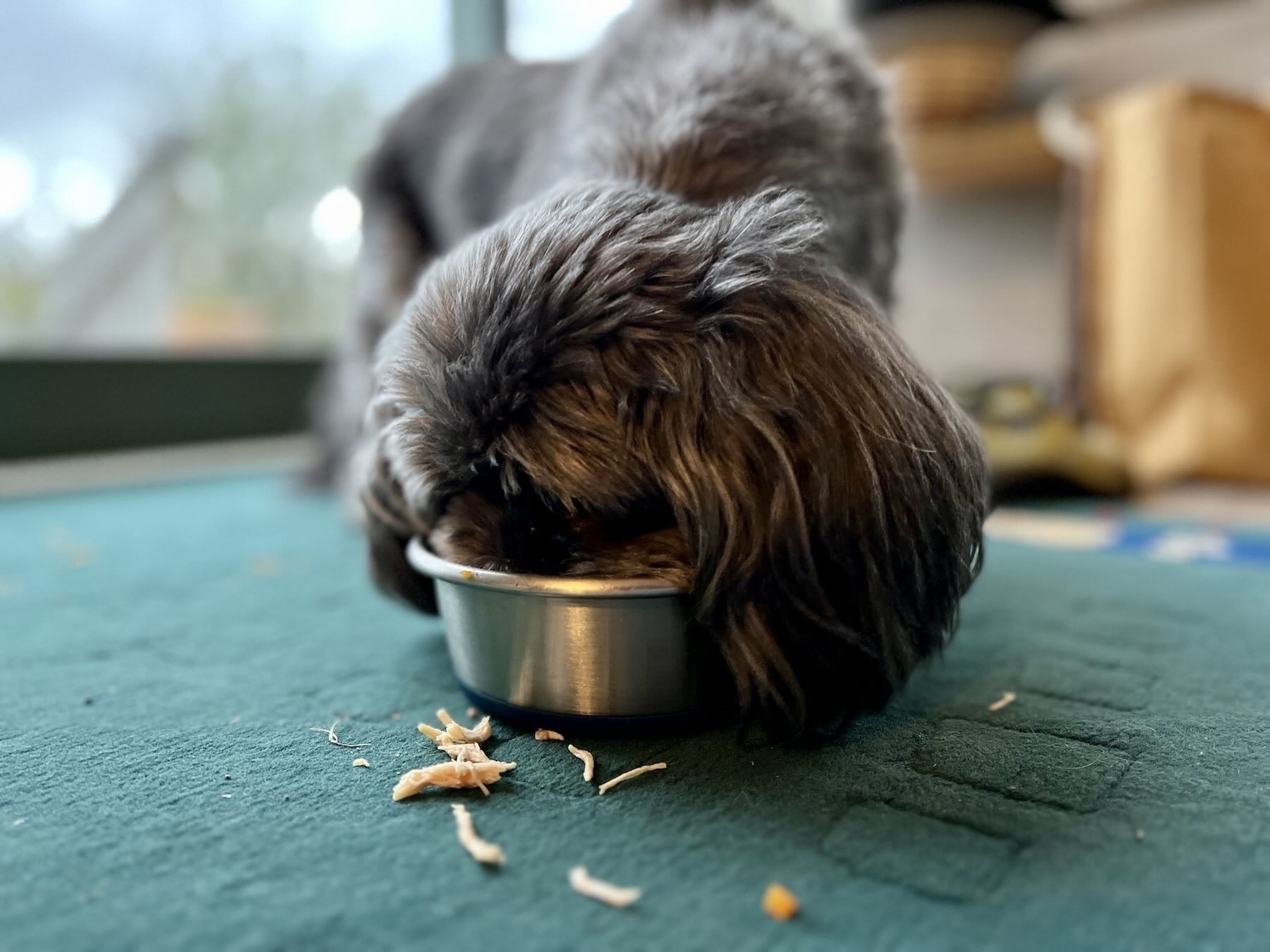 Small dog eating from a deep bowl. 