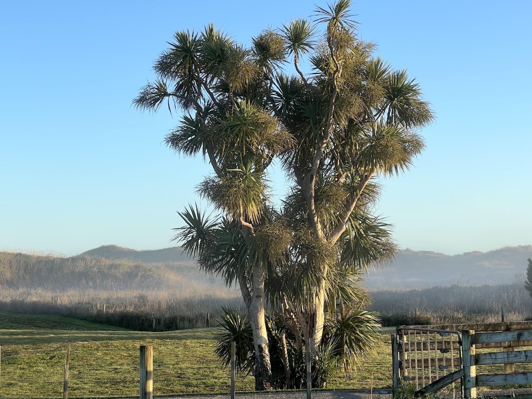 A large leafy and branched cordyline with hills area behind, and a slight mist. 