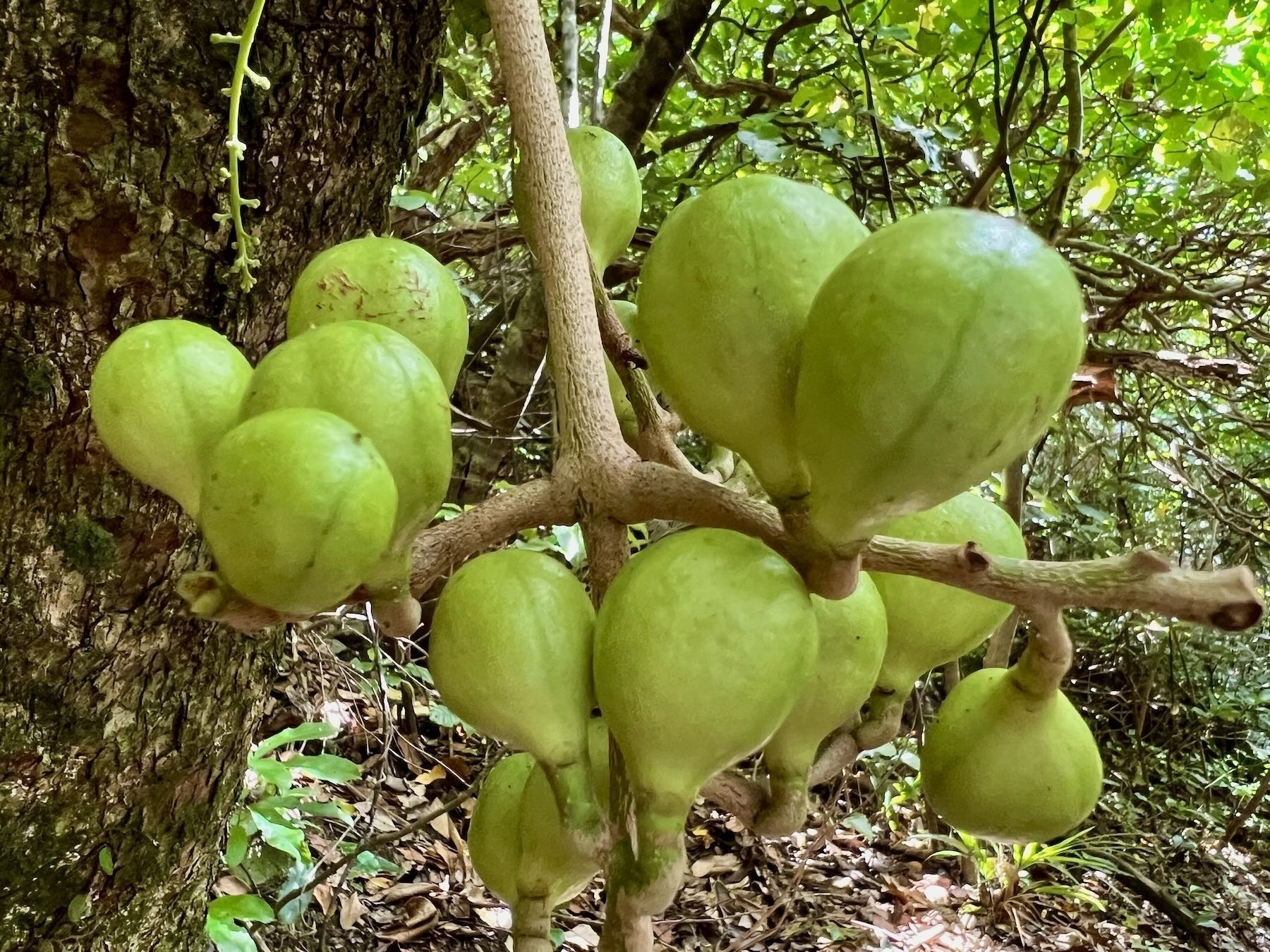 Kohekohe fruit grow directly from the branch, and look like figs. 