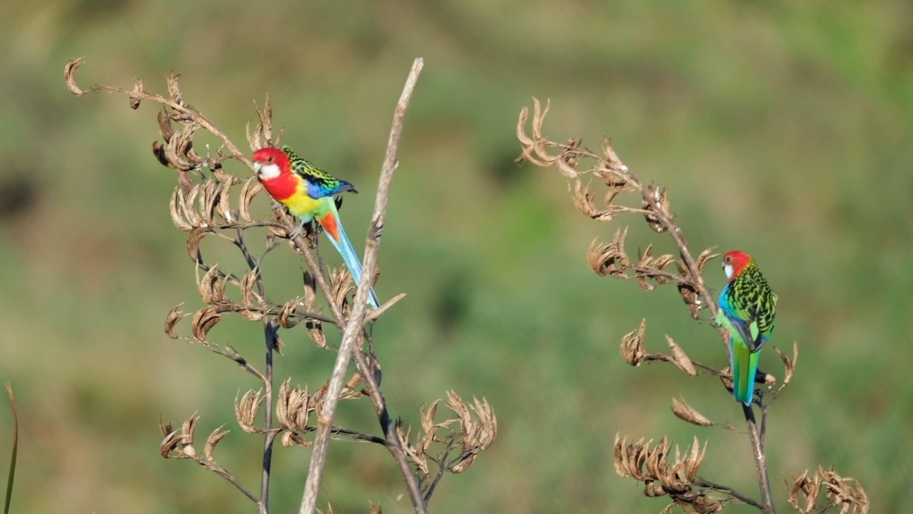 Two colourful Eastern Rosellas on flax  spears. 