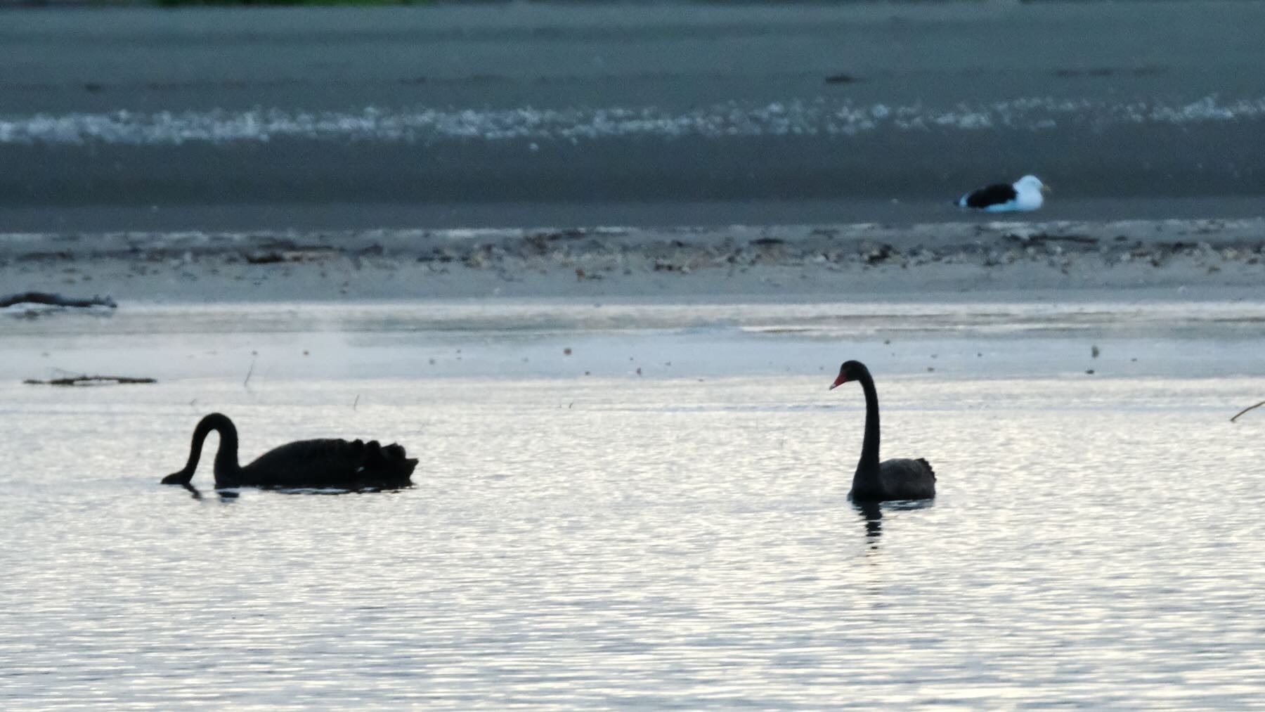 Two black swans on the estuary with a gull on the sand in the background.