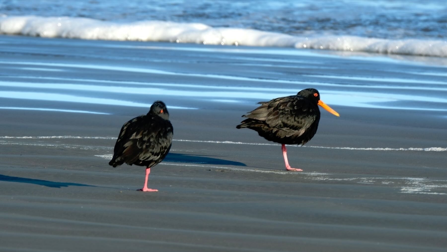 A pair of oystercatchers on the beach, both standing on one leg. 