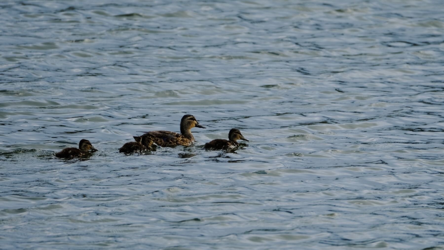 Adult bird with 3 chicks, swimming in the lake. 