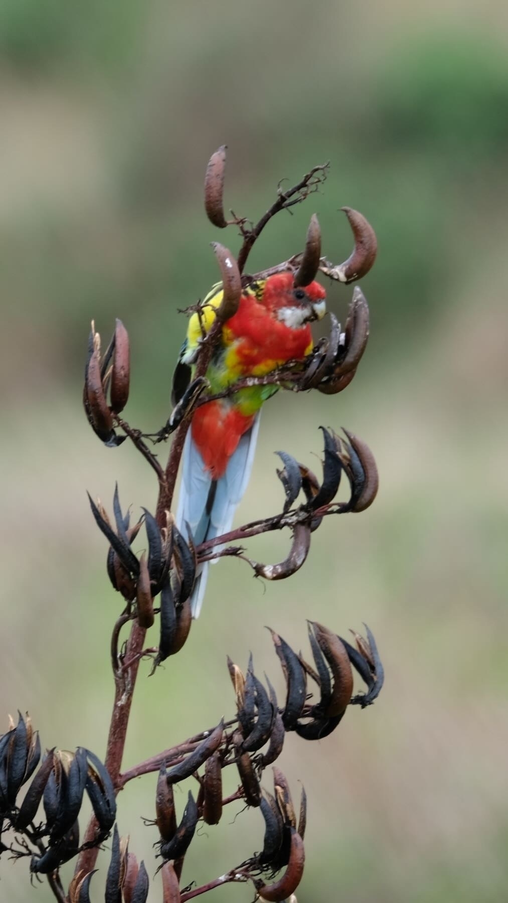 Brightly coloured bird on flax. 