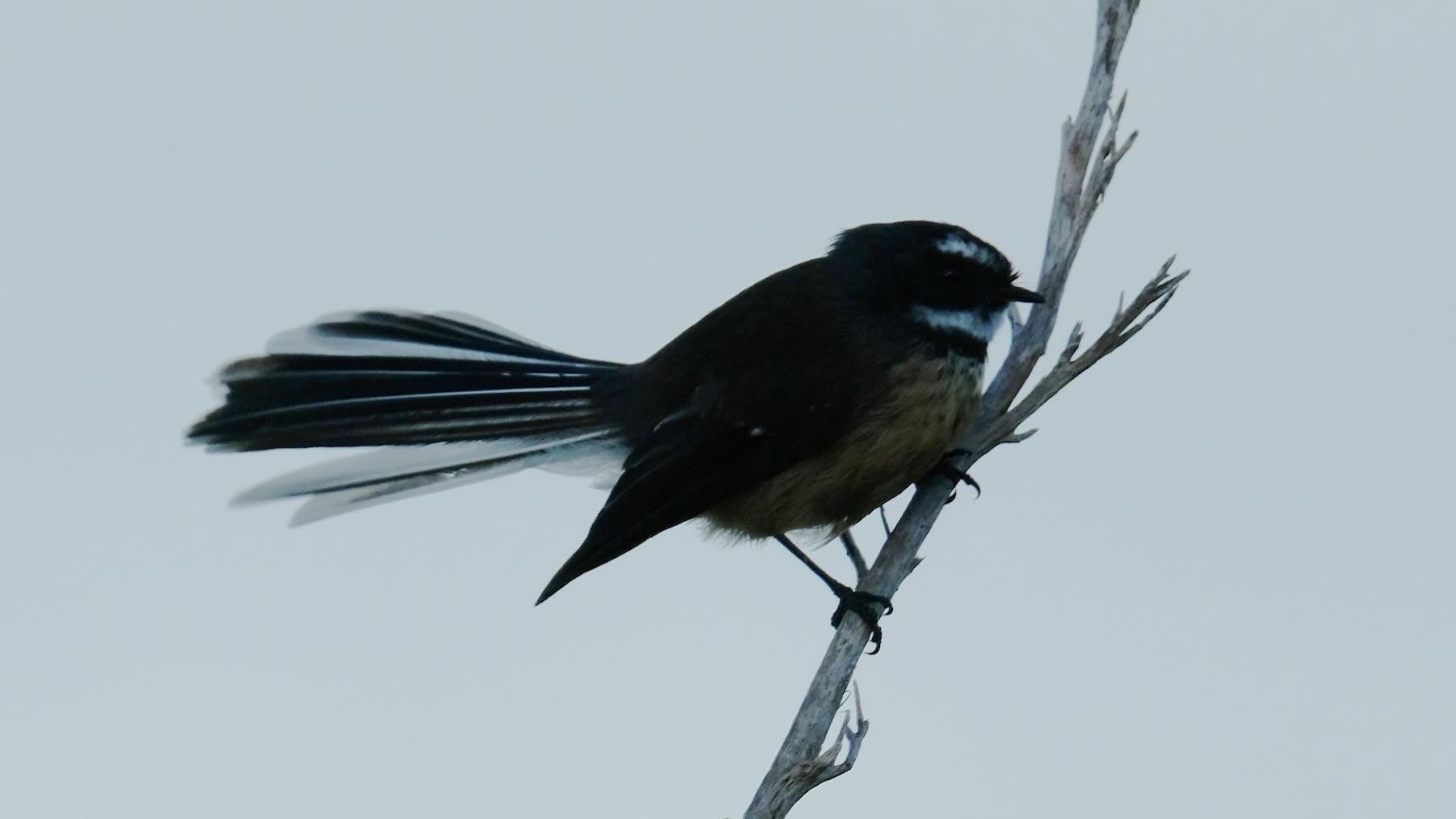 Fantail on flax  with tail fanned out. 