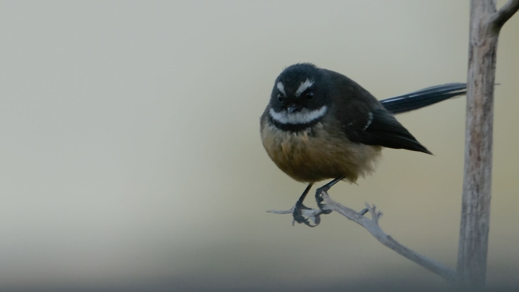 Fantail on flax. 