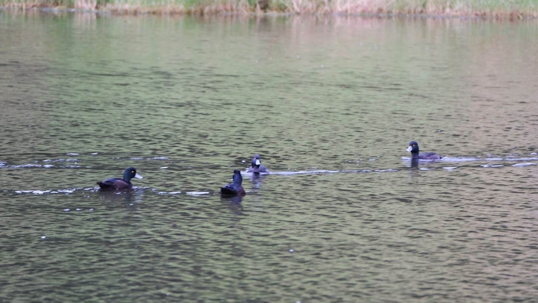 4 New Zealand scaup on a small lake, with a grouping of 3 facing one another, and one heading towards them. 