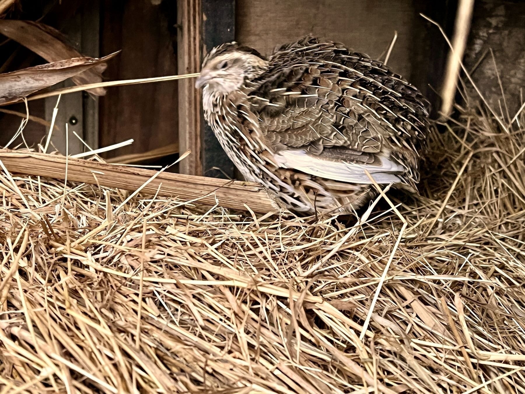 Stripey quail on straw, head turned towards the camera. 