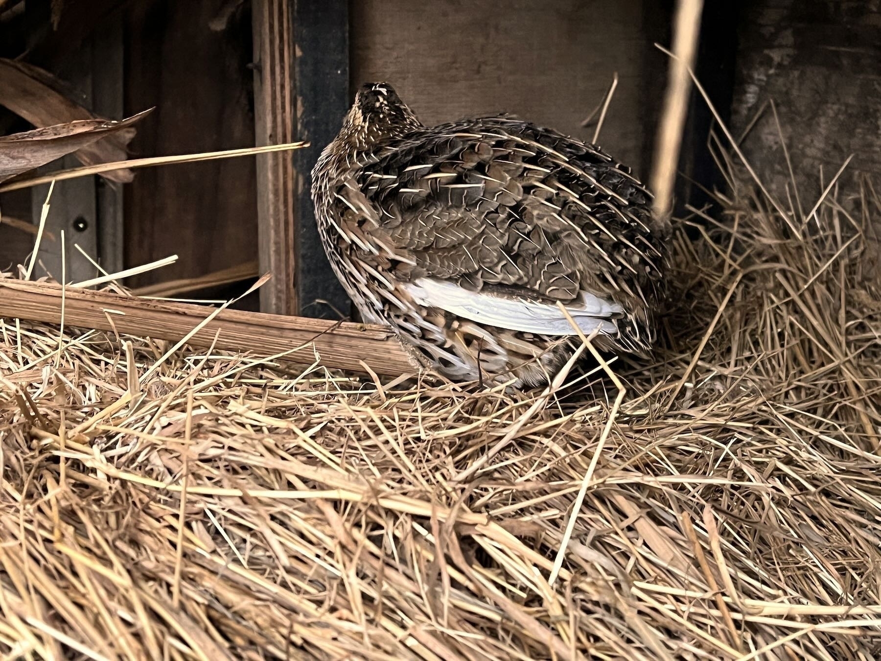 Stripey quail on straw, head turned away from the camera. 