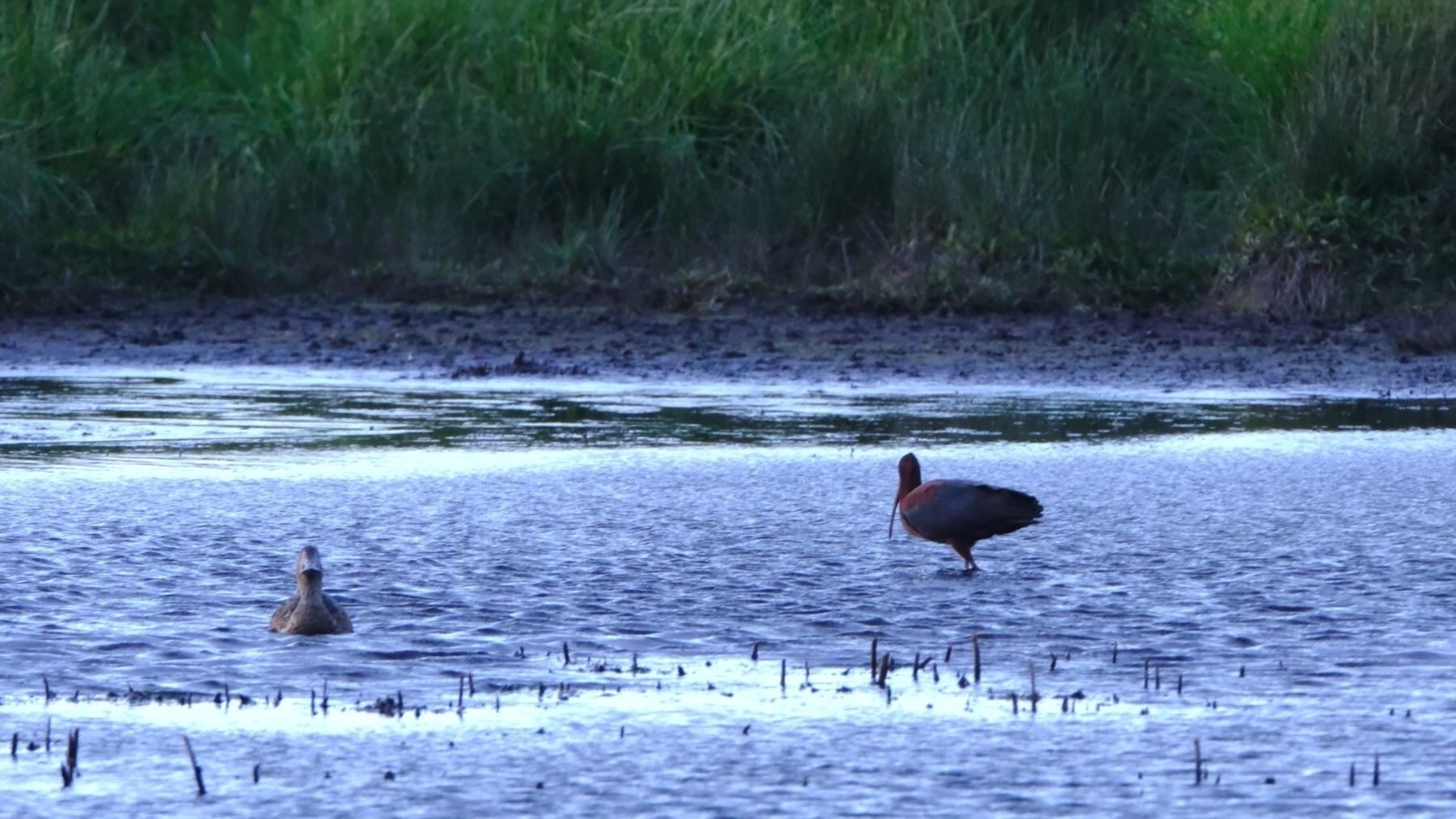 Glossy Ibis feeding in the lake, while a duck looks on. 