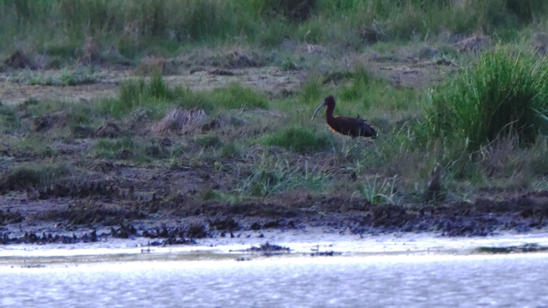 Somewhat closer view of a Glossy Ibis standing on the bank of the lake. 