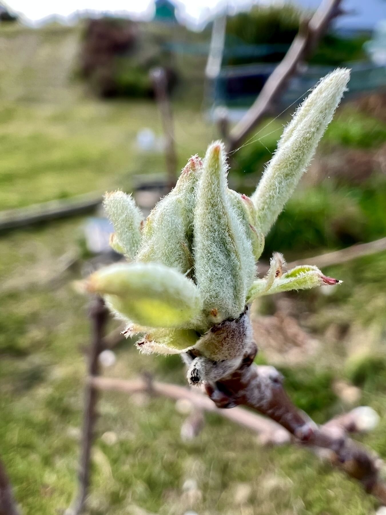 Granny Smith apple tree buds, 27 September 2022. 