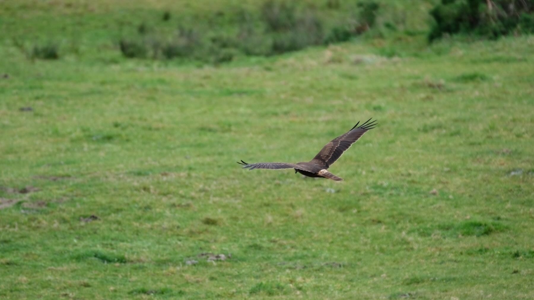 Hawk takes flight above a paddock - 2. 