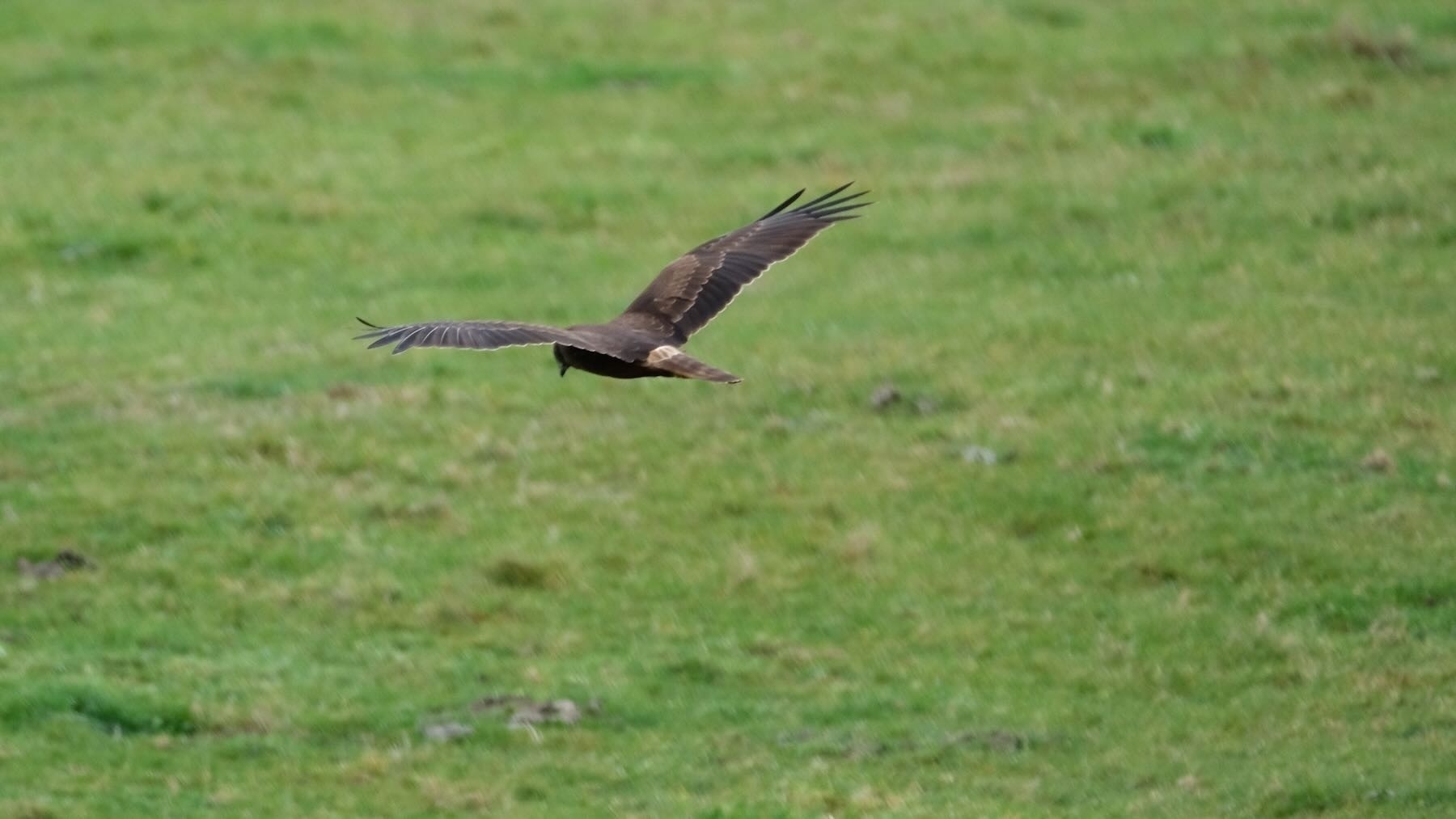 Hawk takes flight above a paddock - 3. 