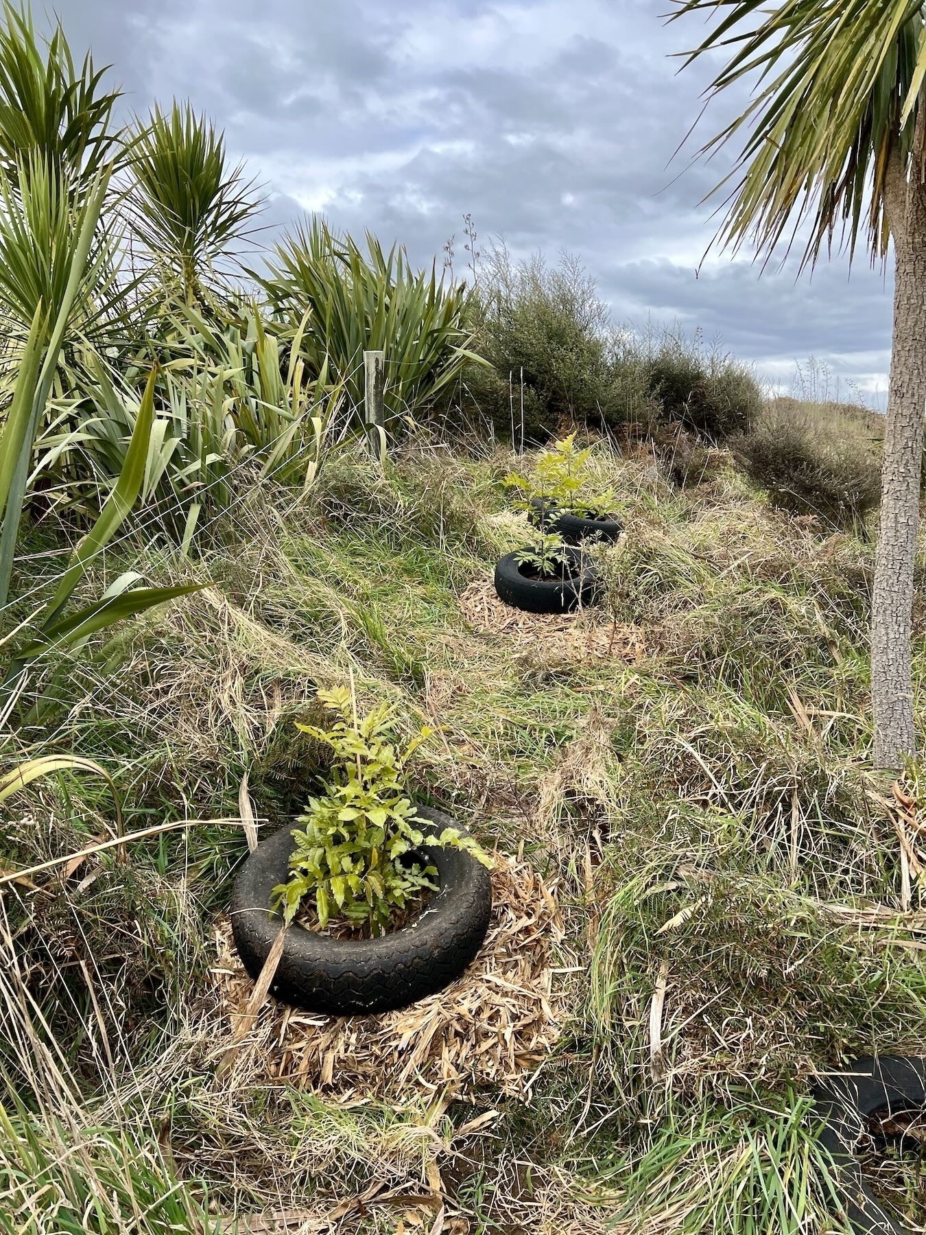 Three freshly planted tītoki trees.  