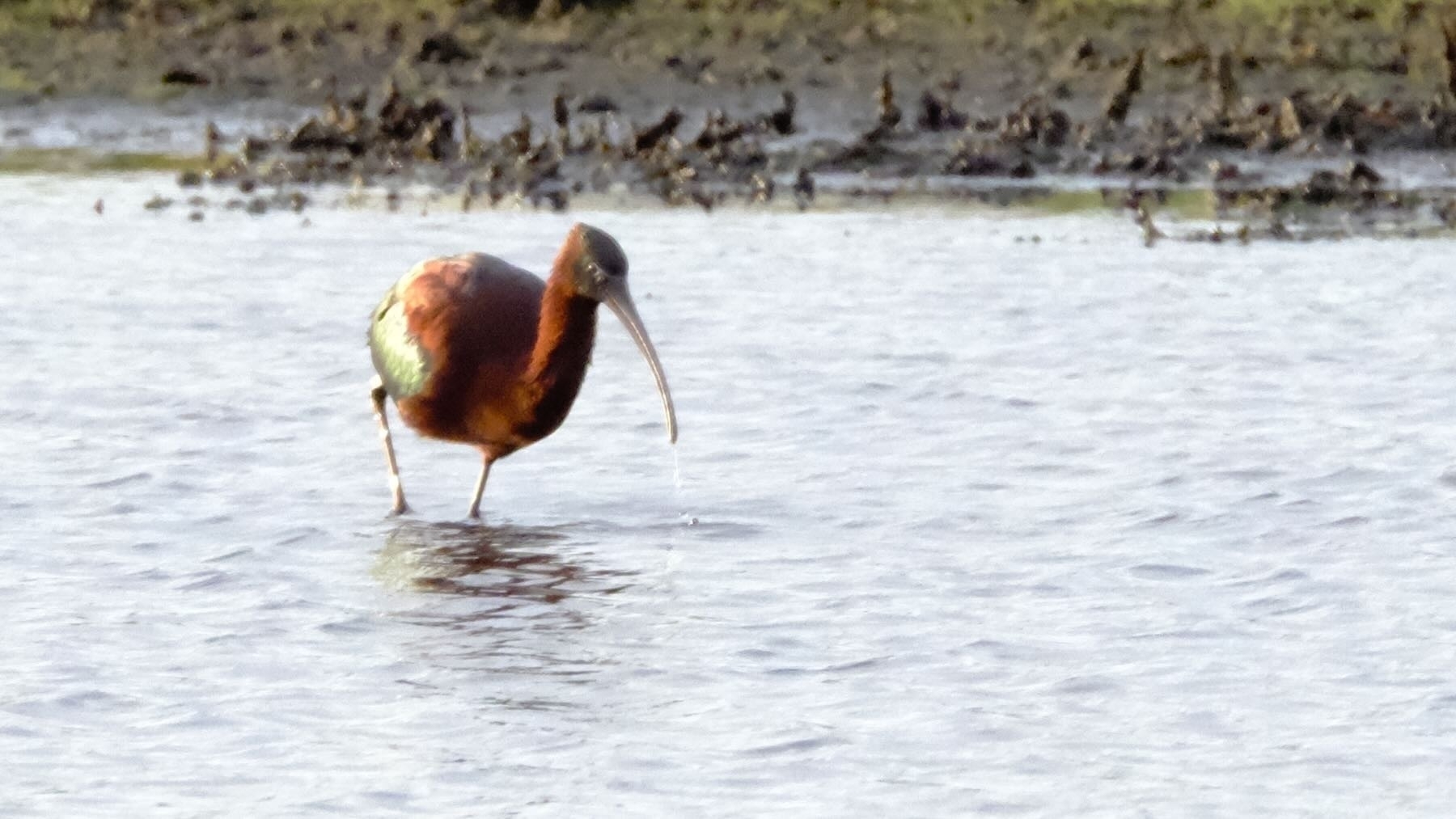 Large wading bird with red throat and long curved bill. 