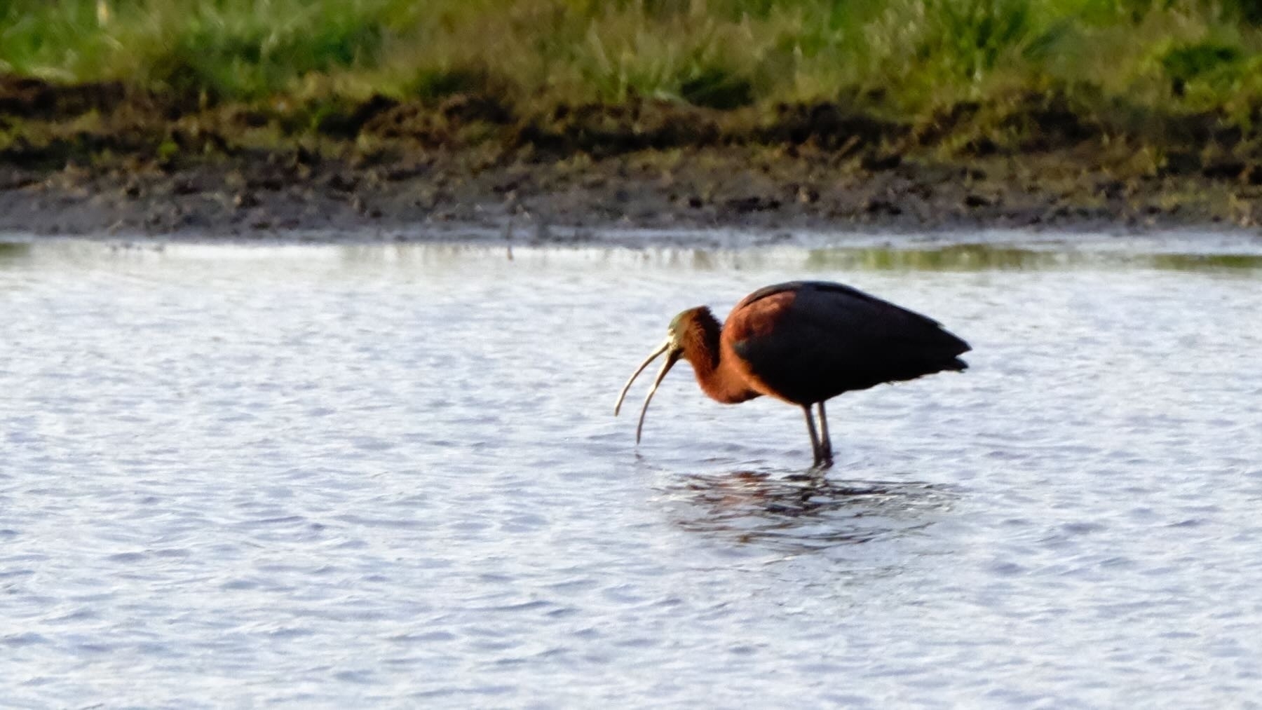 Large wading bird with red throat and long curved bill. Beak open. 