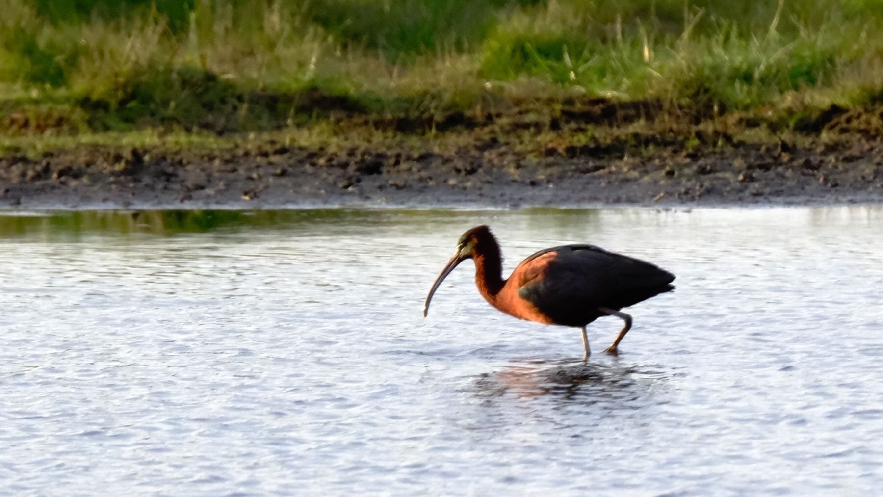 Large wading bird with red throat and long curved bill. 