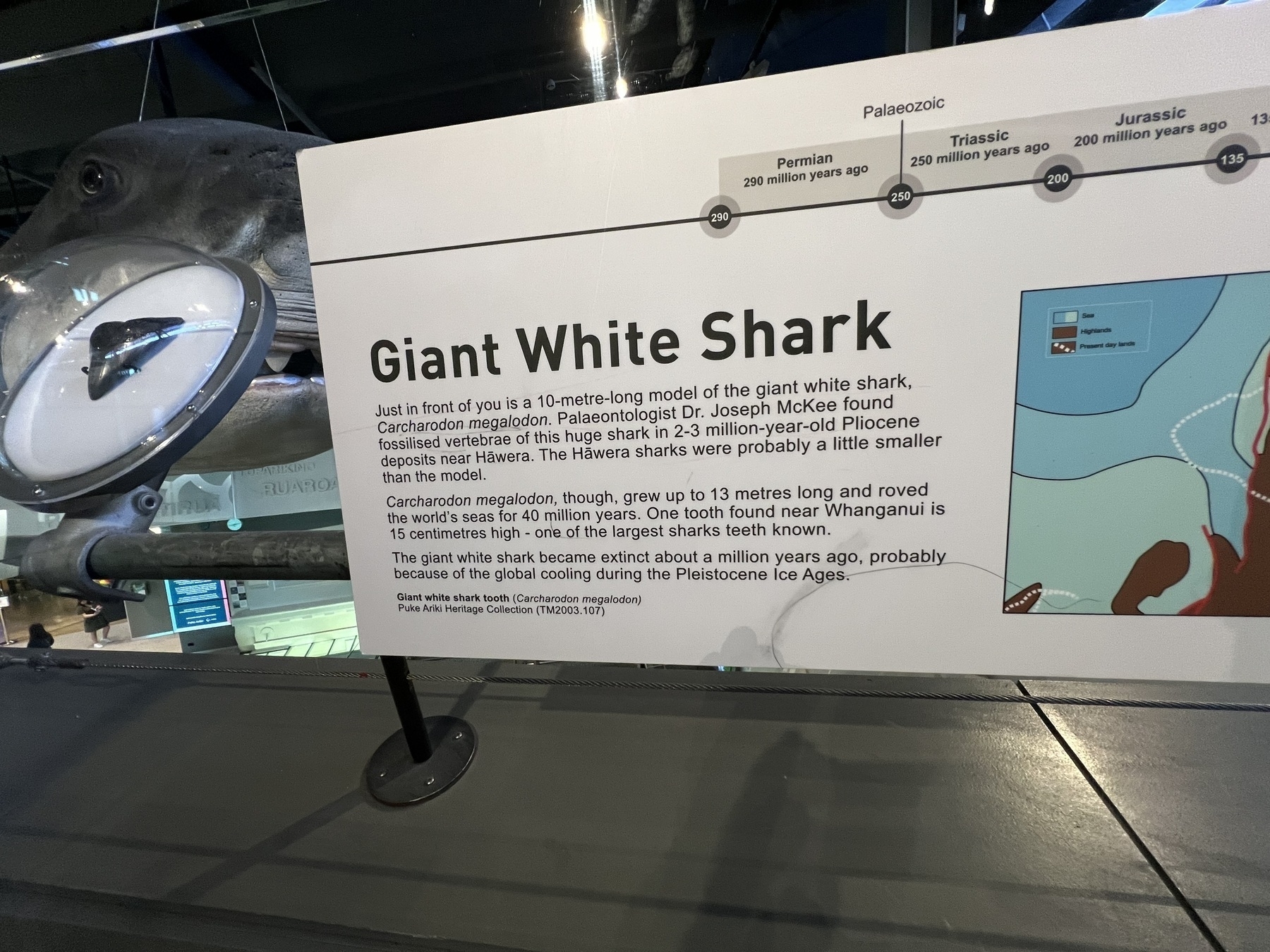 Notice about the shark. 