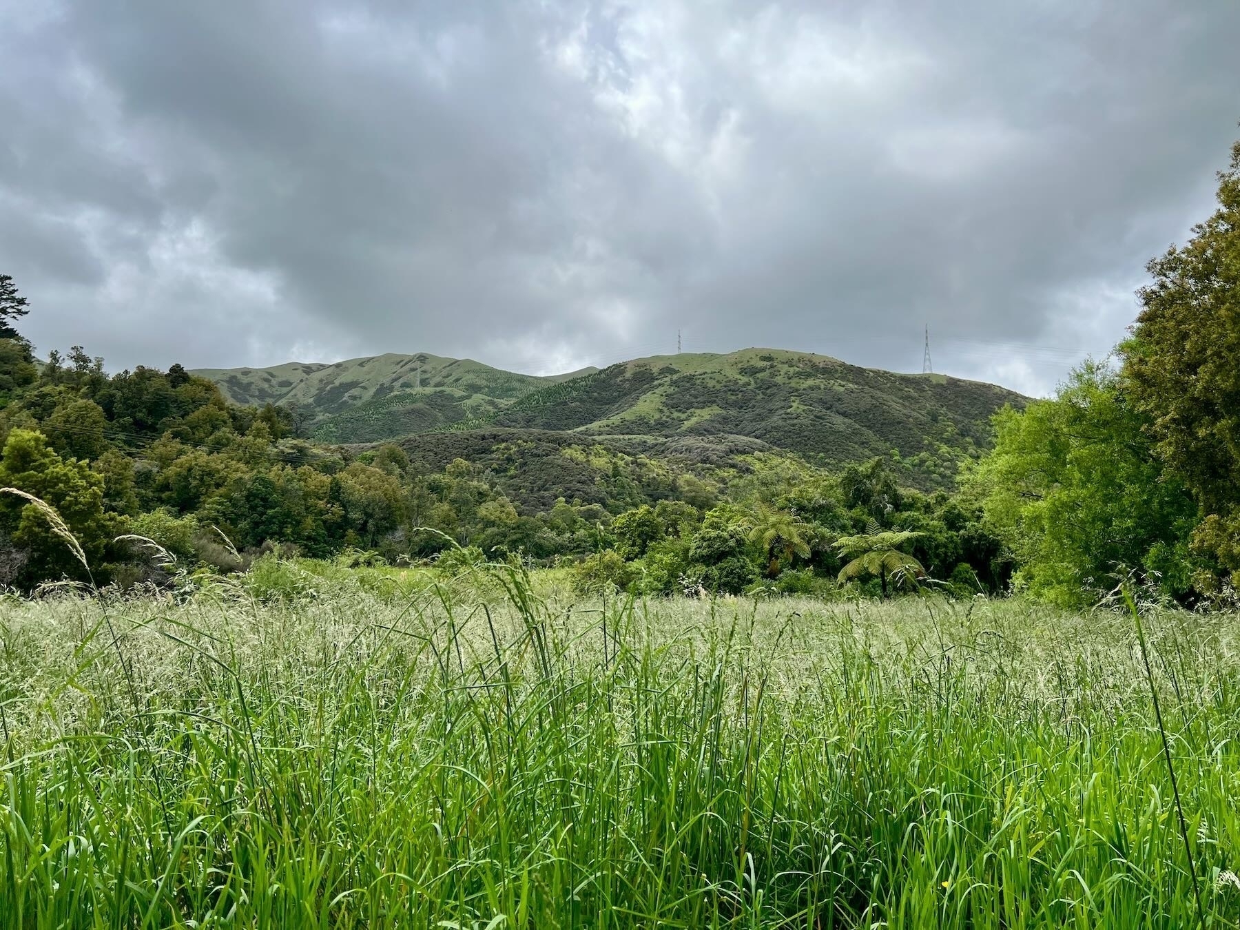 Tall grass, trees, and bush clad hills. 