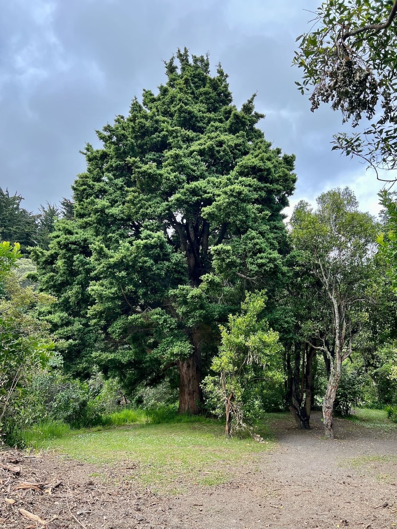 A tall old, very green tree. 