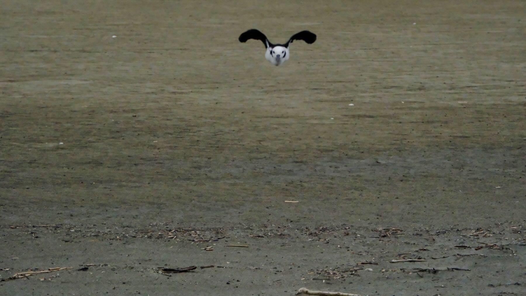 Stilt at about my head height flies straight for me; it is only a few metres away.