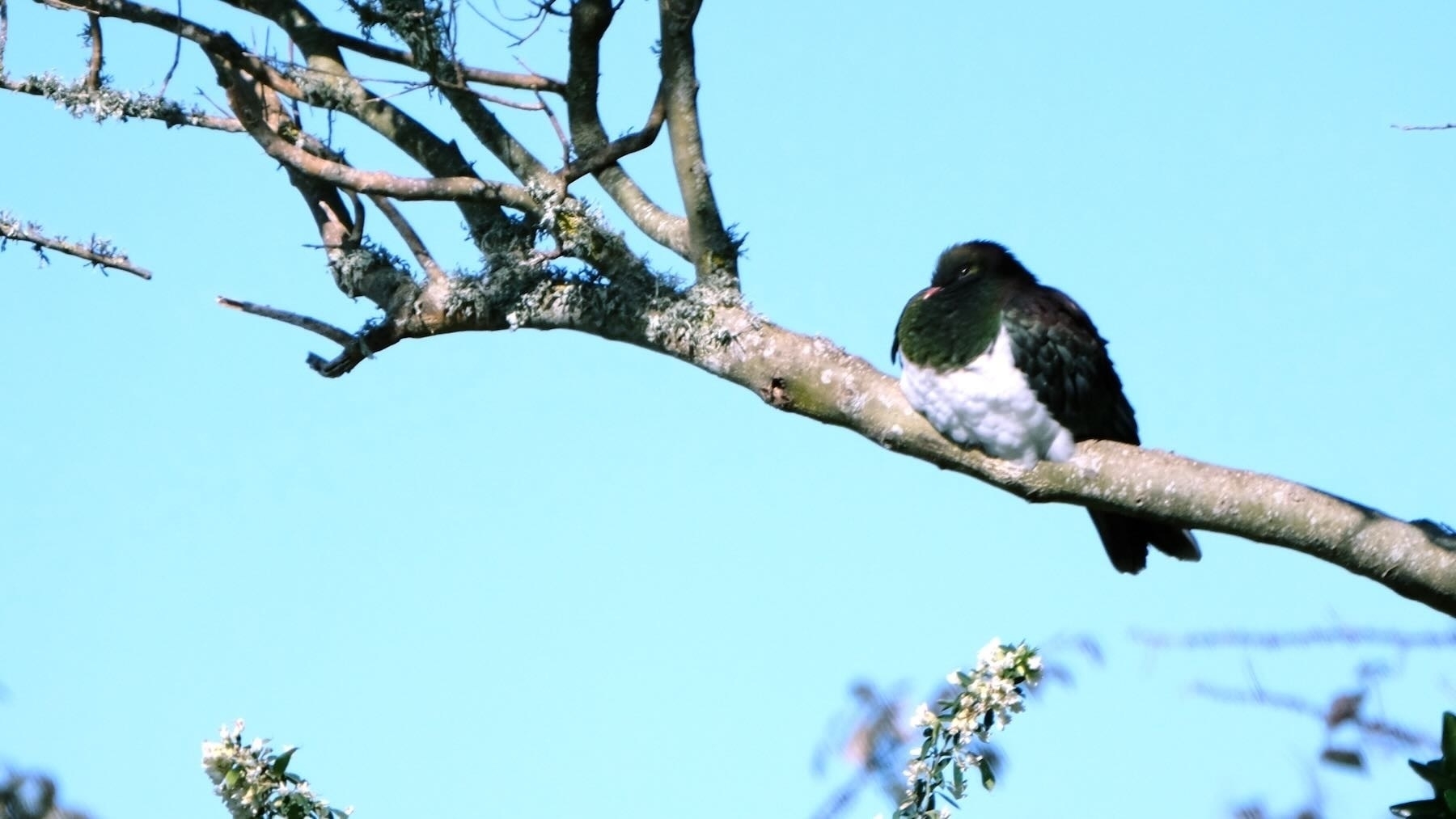 Kereru on a tree branch. 