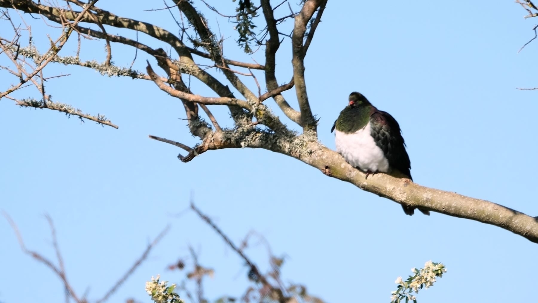 Kereru on a tree branch. 