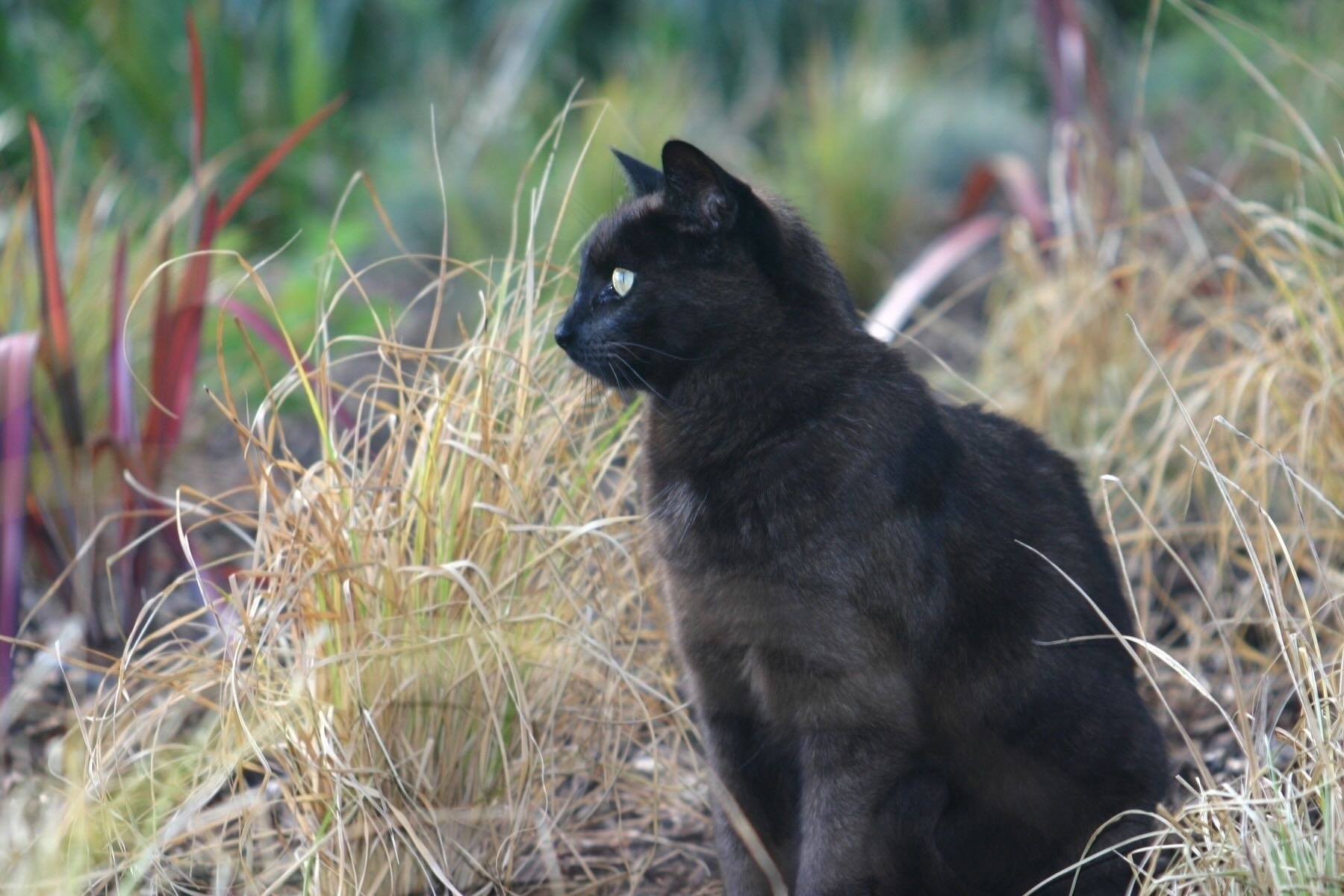 Black cat amongst grass plants, looking to the side. 