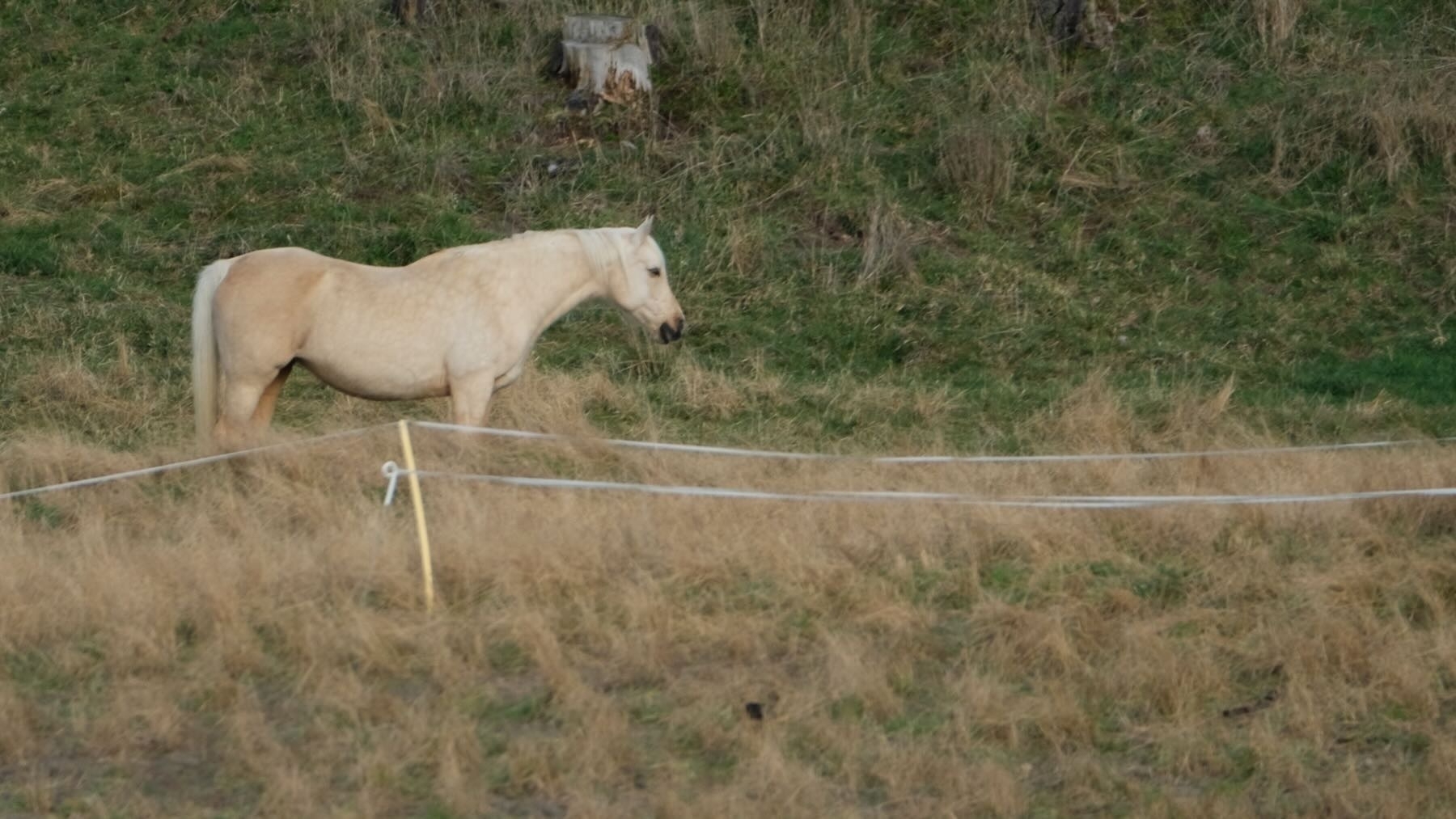 White horse standing in a paddock. 