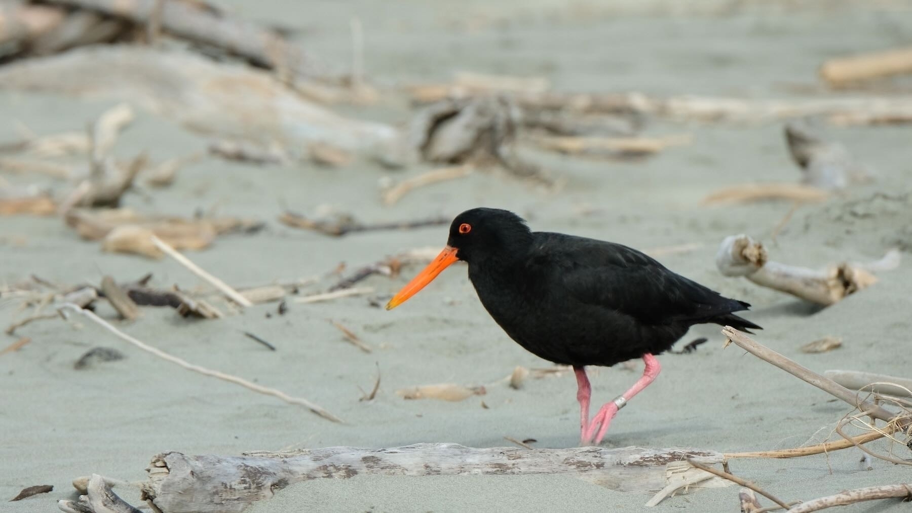 Black bird with long orange bill, red eye and pink legs. 