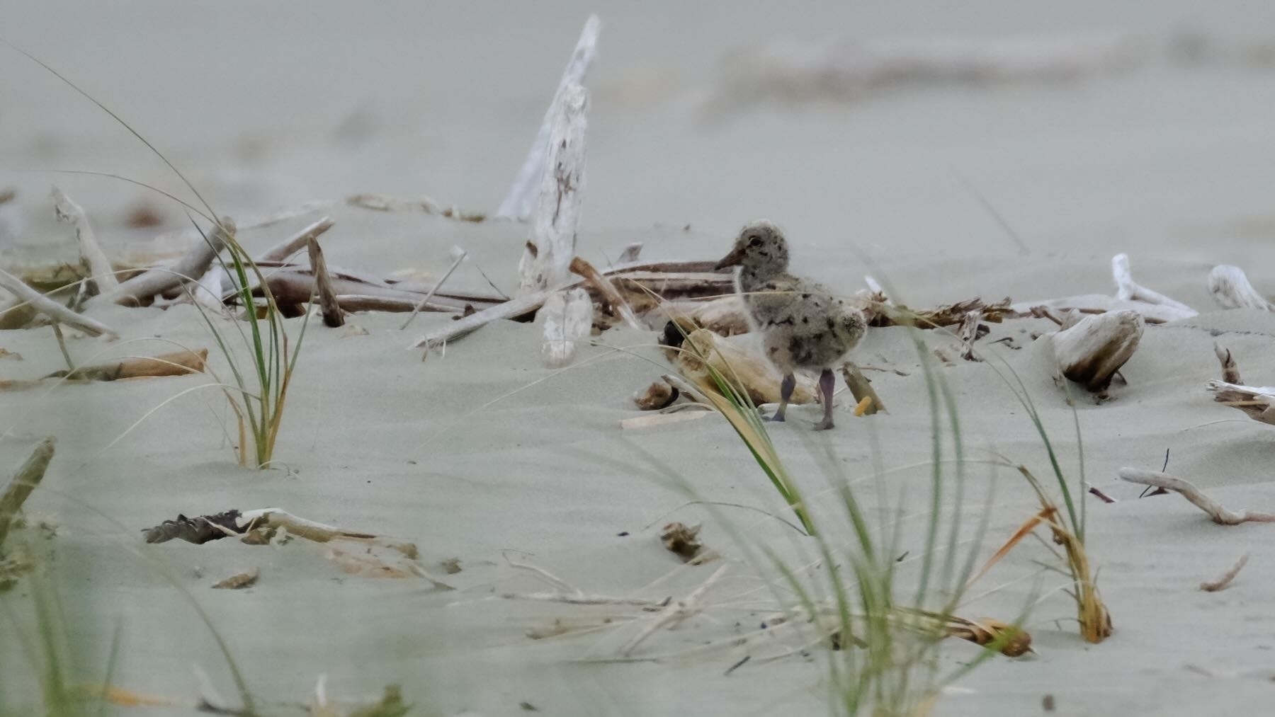 Dark speckled chick in sand by beach grasses. 