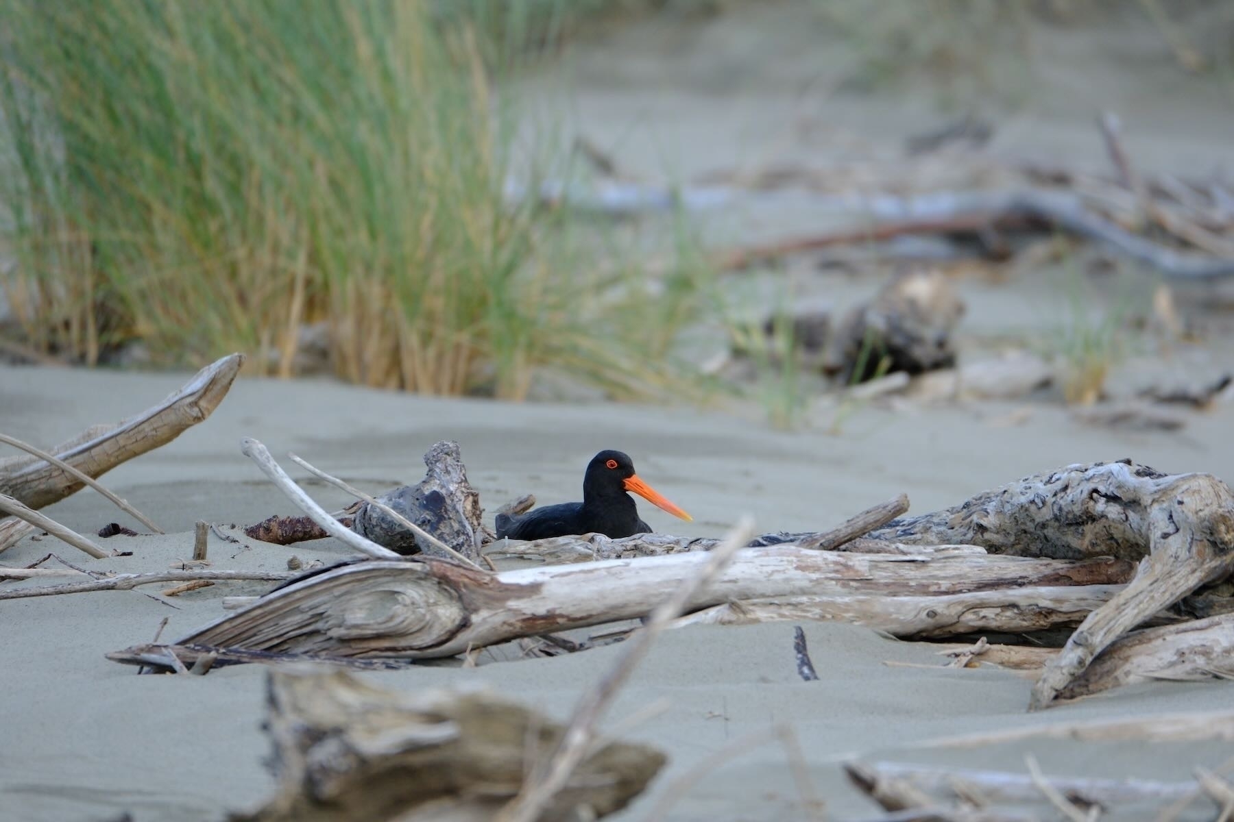 Oystercatcher on nest. 