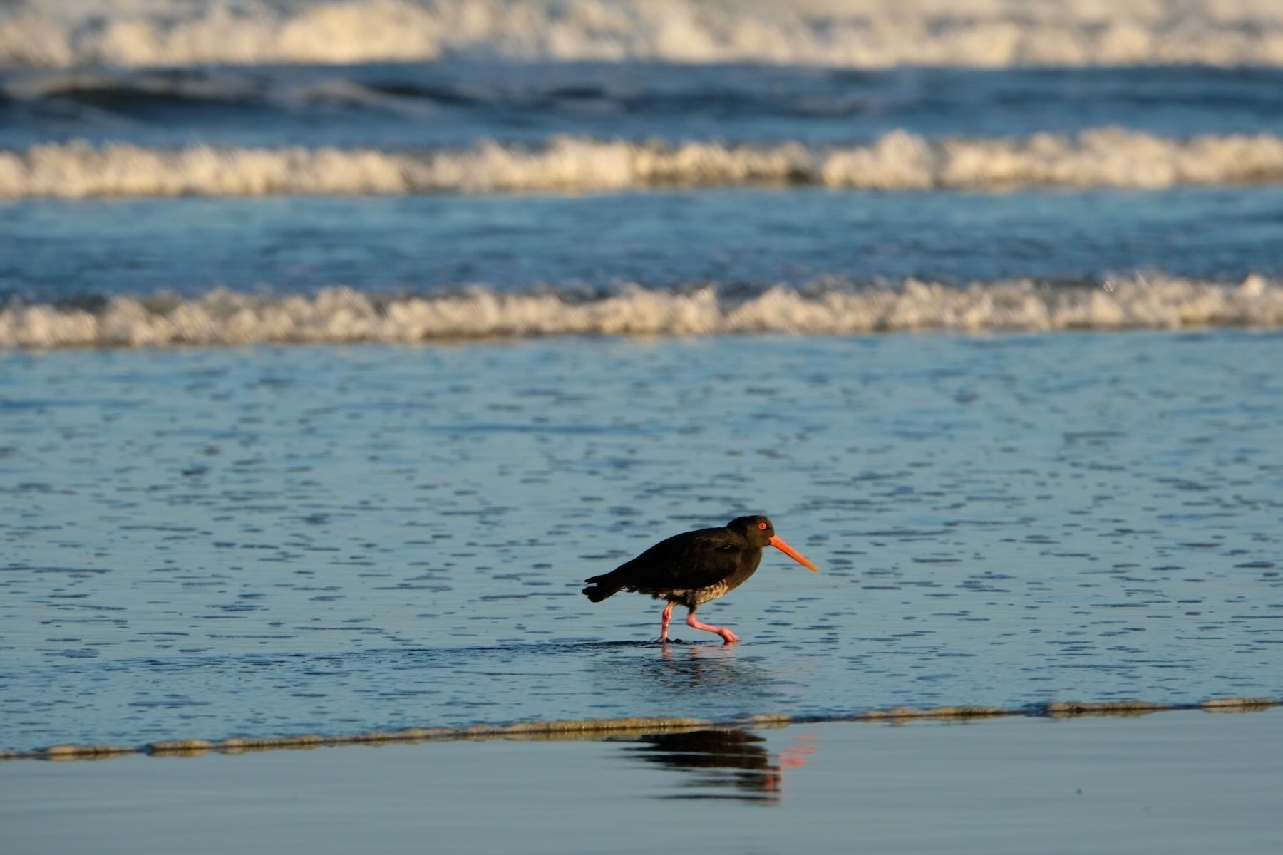 Oystercatcher on the beach with waves behind, nicely focused. 