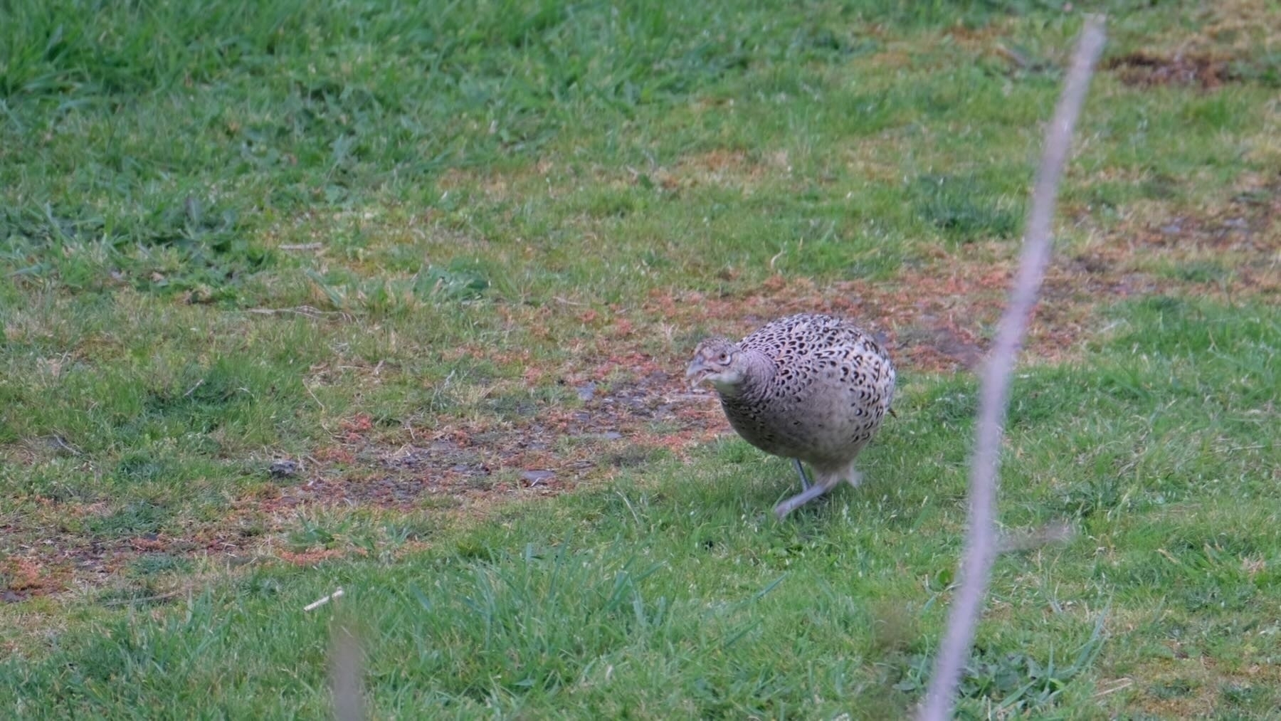 Pheasant hen with beak open, looking at the camera.