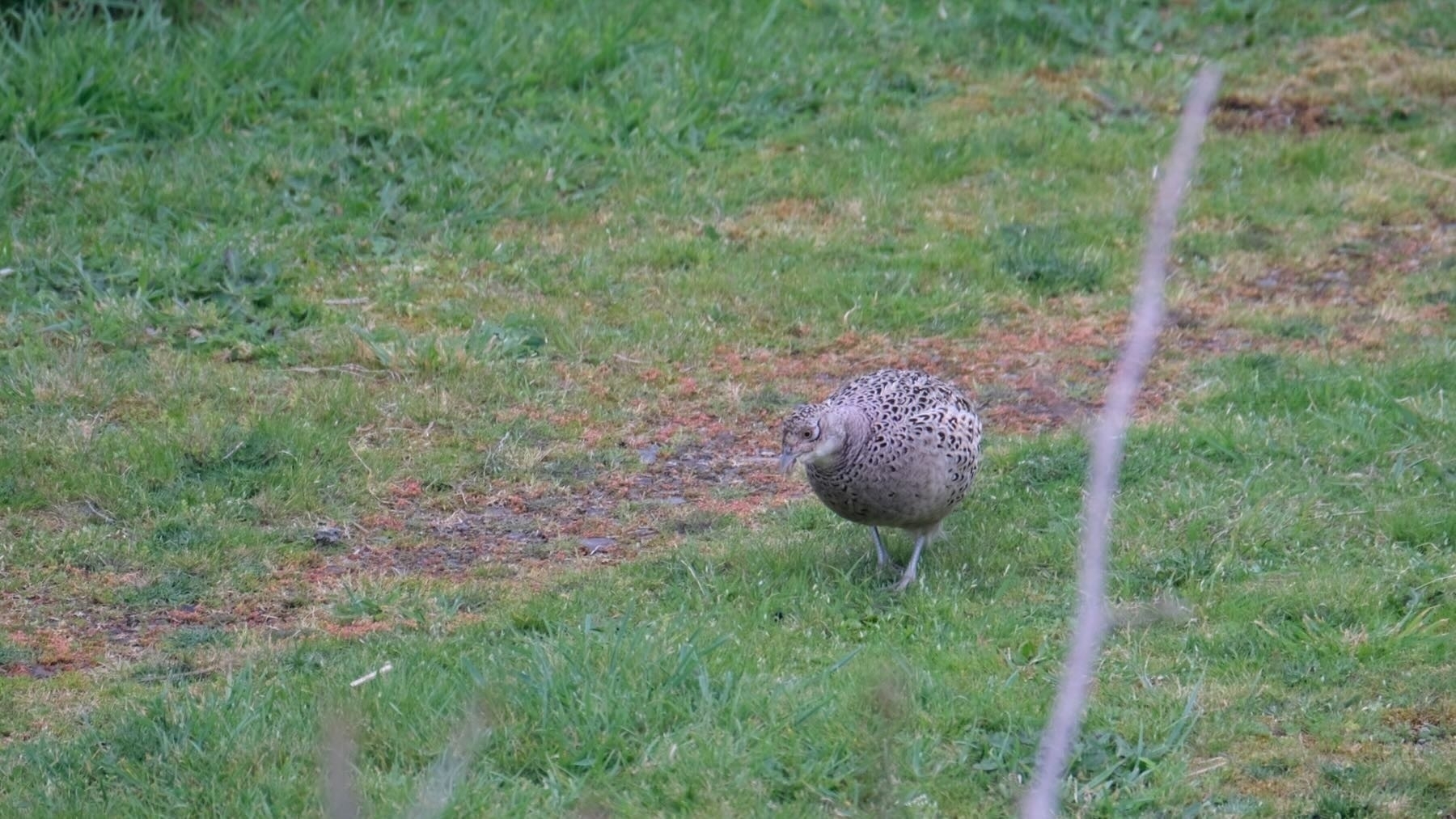 Pheasant hen with head lowered and beak open. 