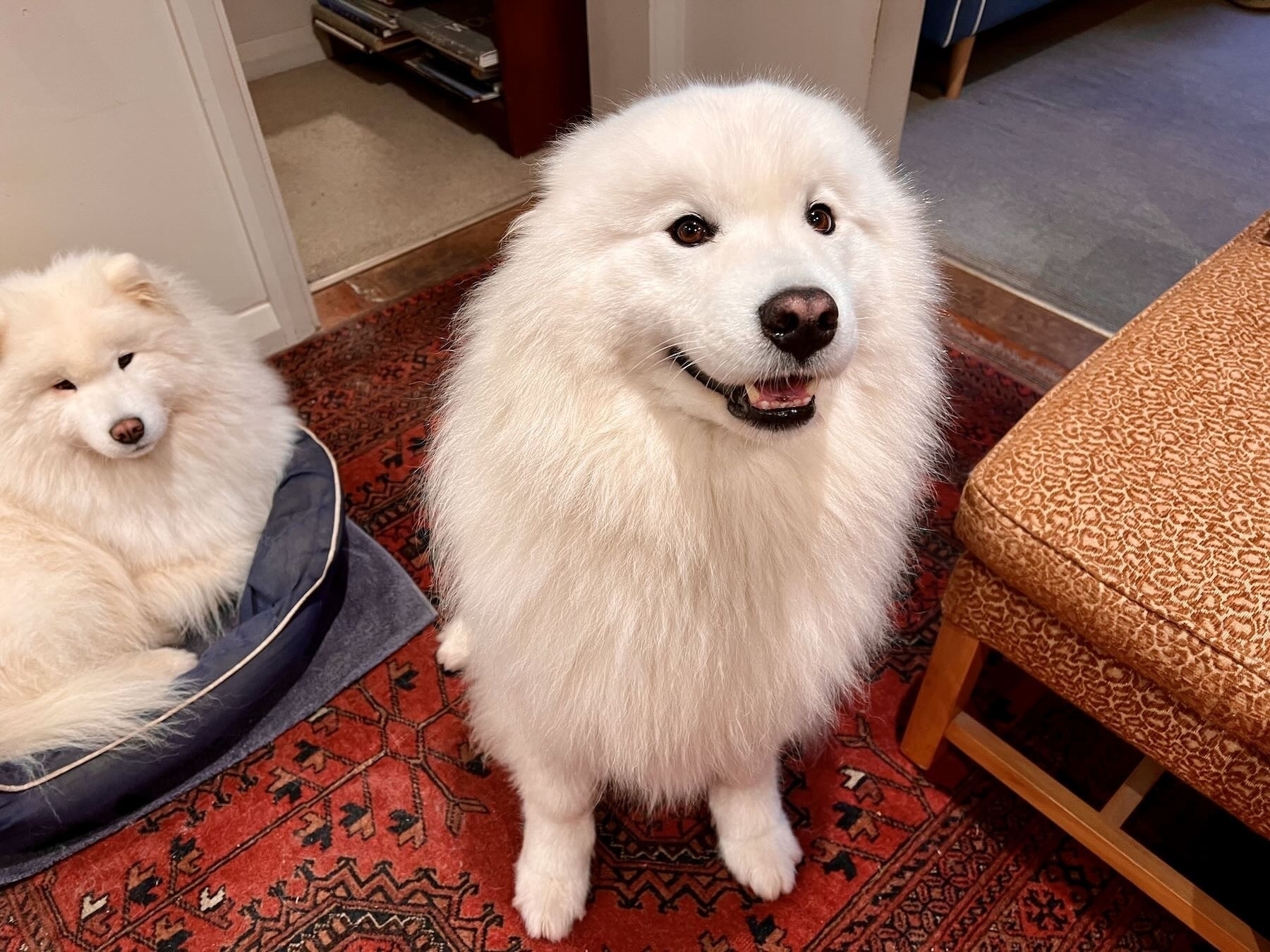 Rosie in her bed, while Benson sits beside her. 