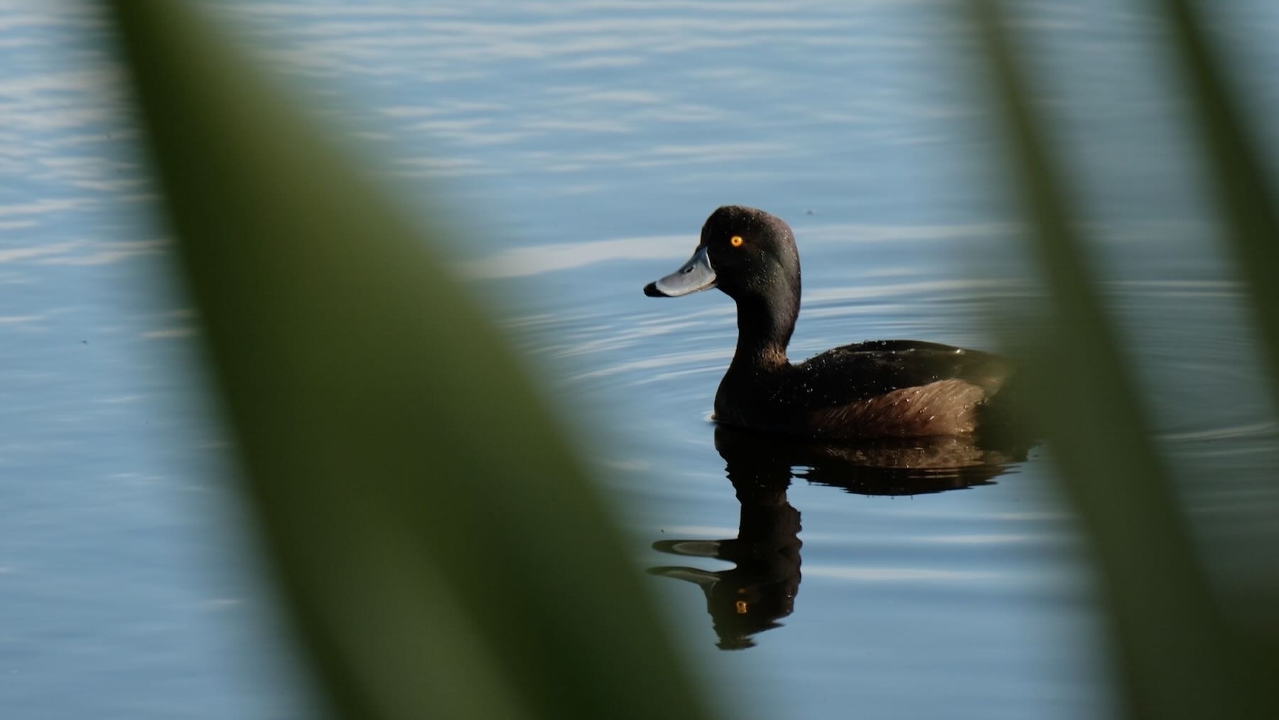 NZ Scaup. 