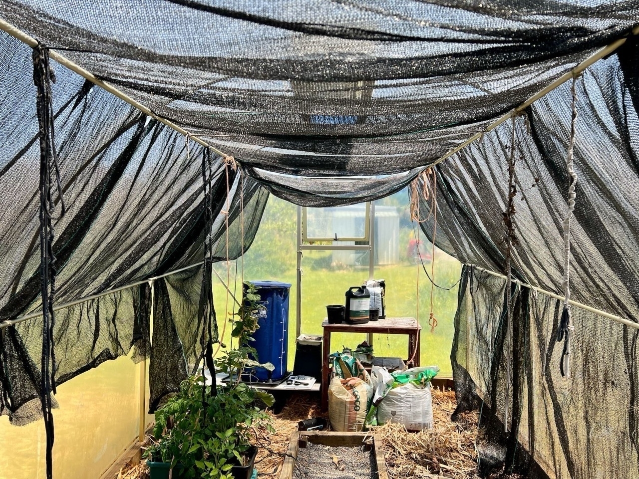 A view of the shaded tunnnelhouse from inside. 