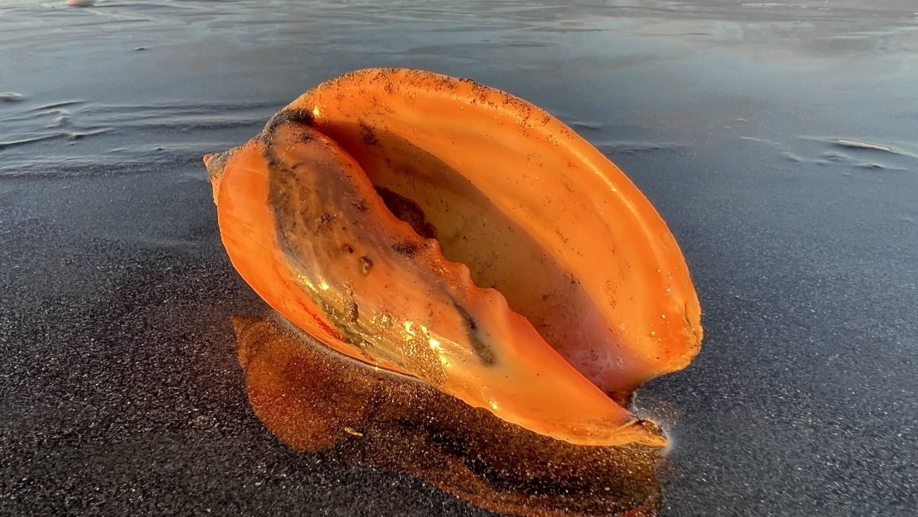 Shell on the beach at dawn. 