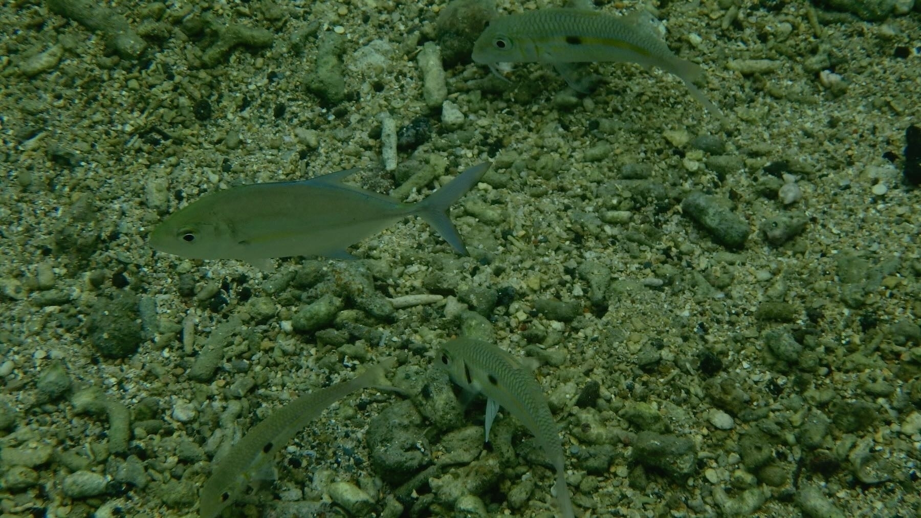 4  fish with muted colours over a sandy and dead coral seabed.