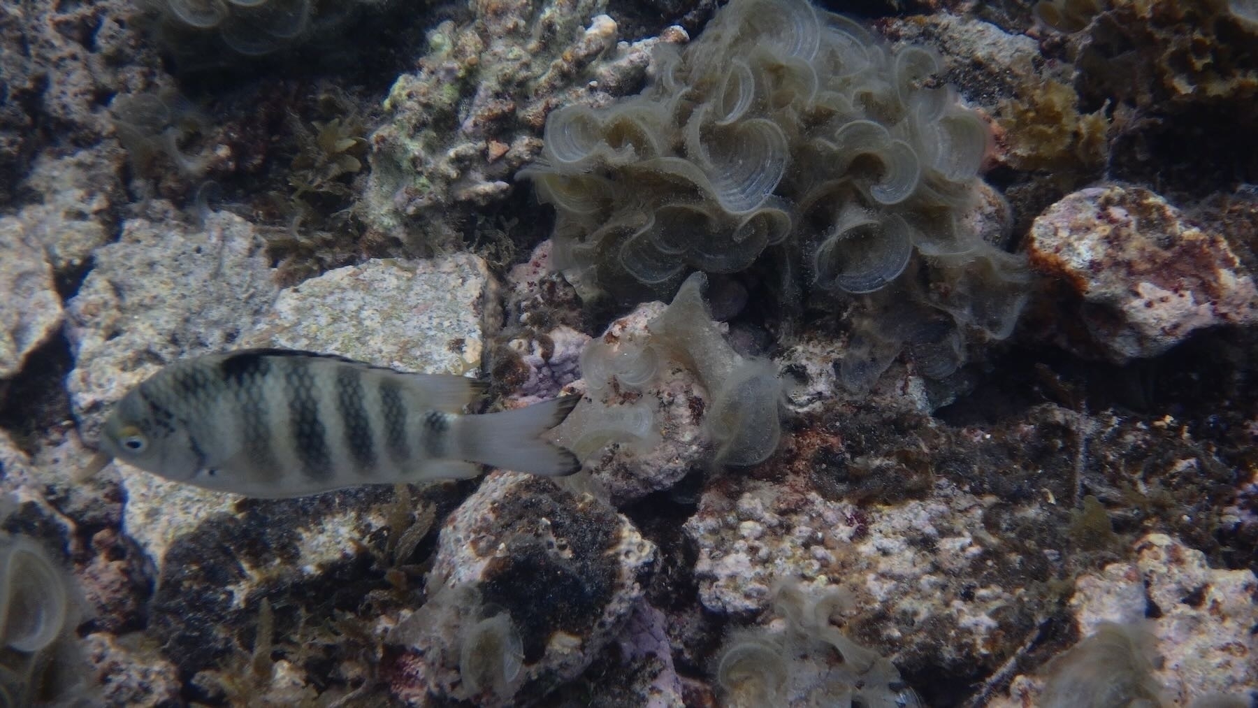 A black and white striped fish and funnel shaped seaweed. 