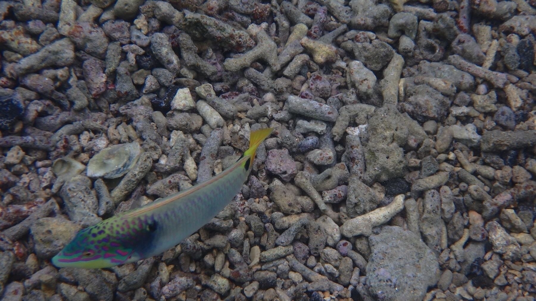 A colourful fish above a dead coral sea floor. 