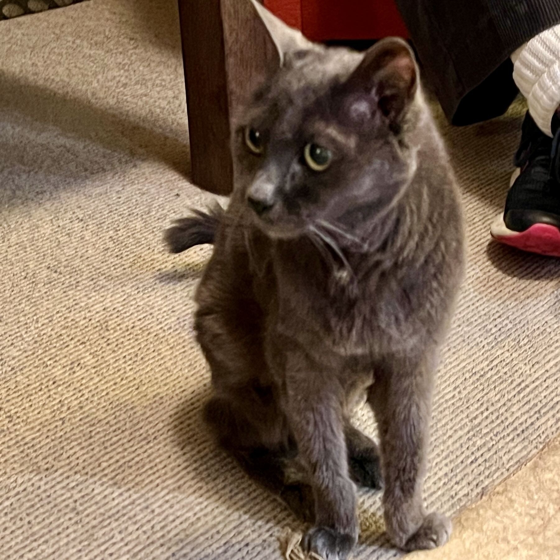 Aged grey Mandalay cat sitting on the floor. 