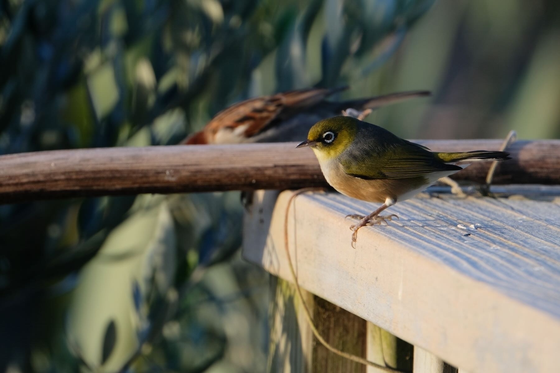 Waxeyes near the feeder. 