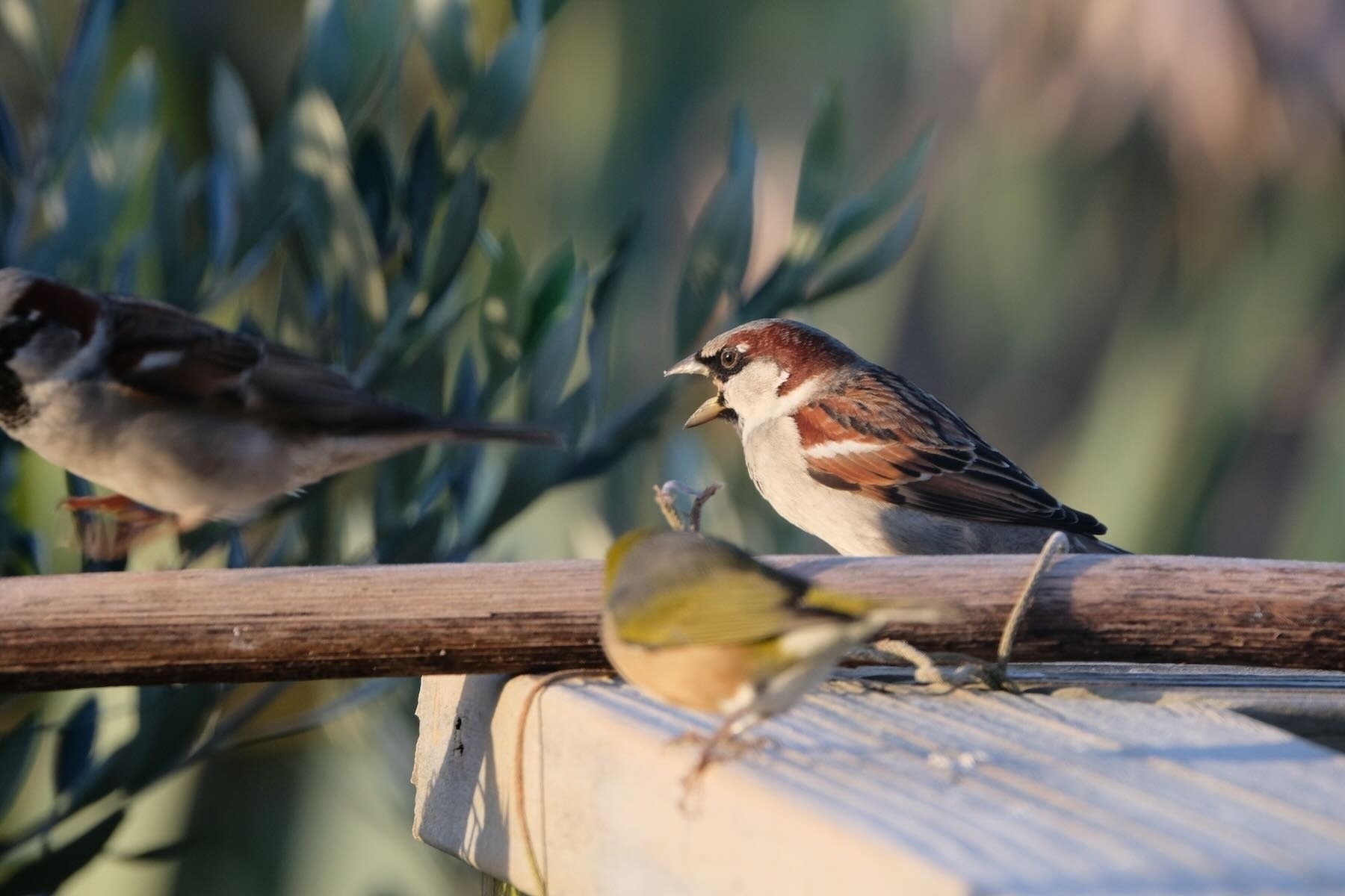 Sparrow with its beak open looking grumpy. 