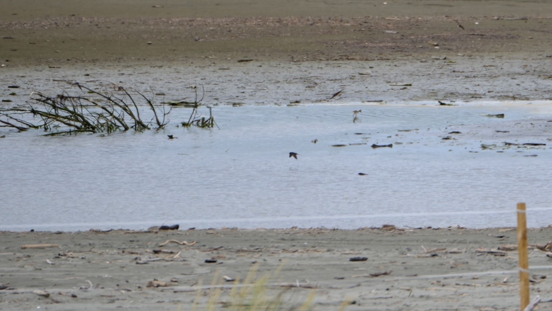 Single chick in the water.  