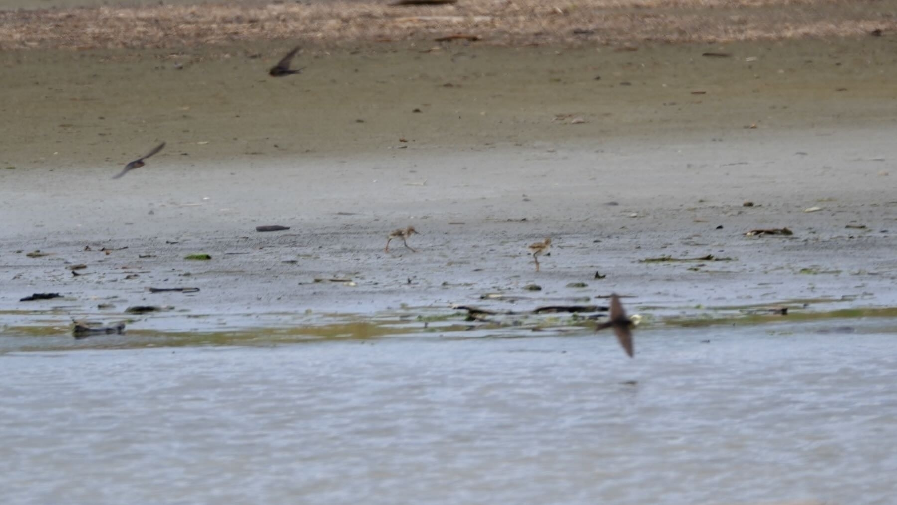 Two chicks on the bank, with swallows swooping around.  