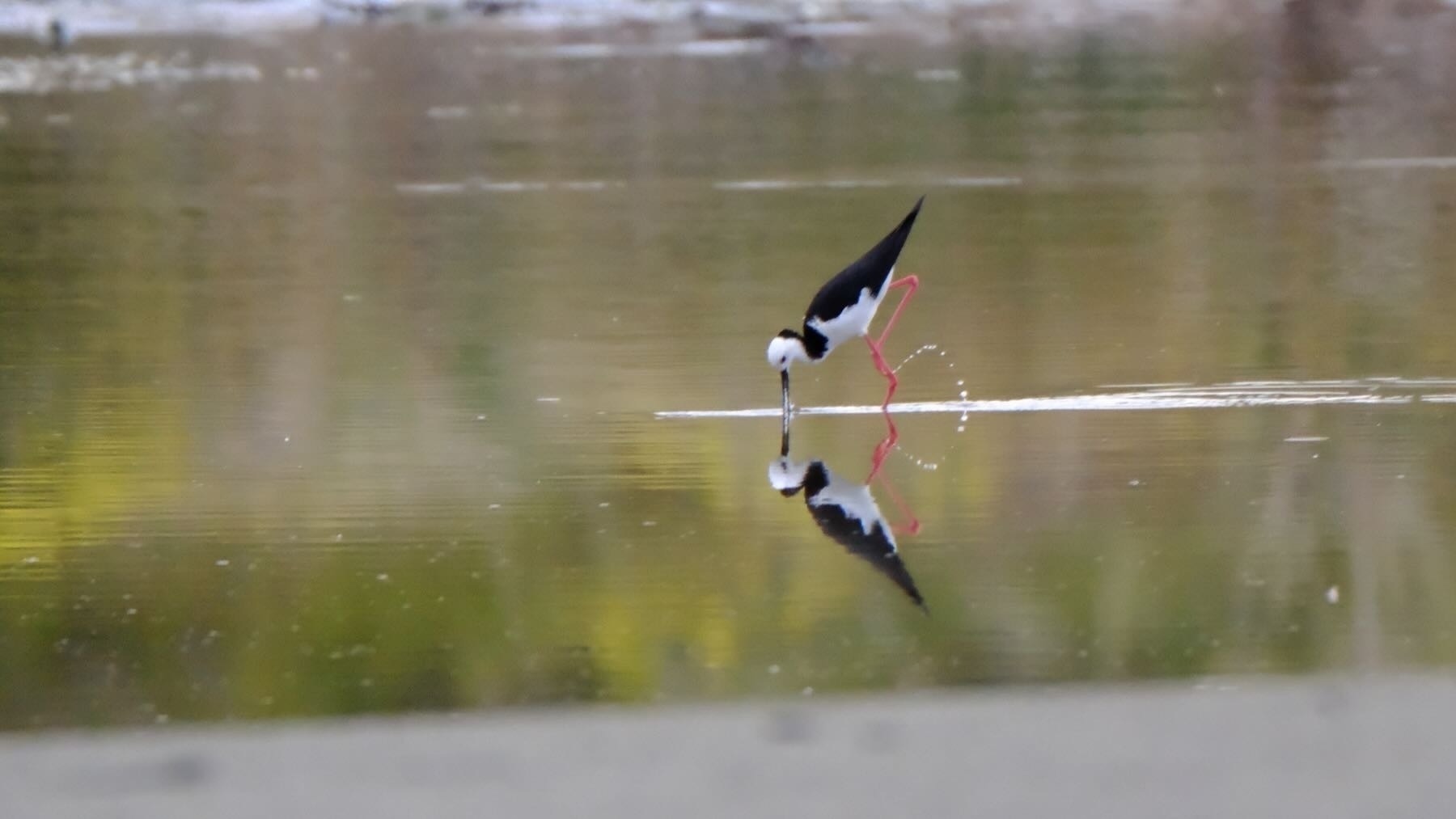 Adult stilt with reflection and water spray.