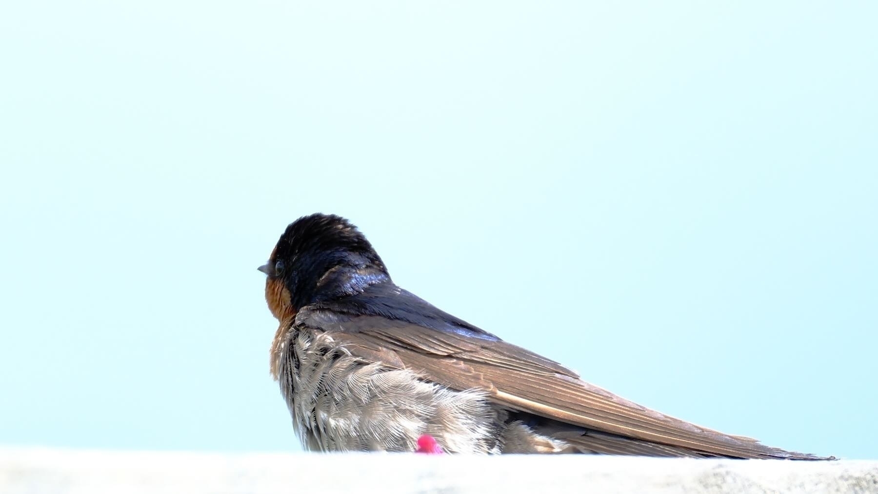 Still fluffy baby swallow looks away. 